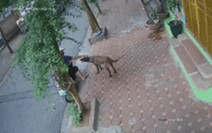 Clip: Nam thanh niên 'tay không trộm chó' trong chớp mắt khiến nhiều người cảm thấy kỳ lạ