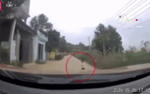 Clip: Cậu bé lao từ trong bụi rậm lao ra đường đột ngột, tài xế xe bán tải được phen hoảng hồn vì phanh gấp