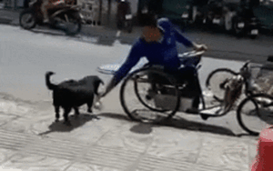 Clip: Ngọt lịm tim khoảnh khắc chú chó xoáy Phú Quốc xếp hàng nhận gạo thay chủ tật nguyền