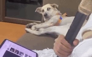 Nghe cô chủ hát karaoke, chú chó liền có thái độ 'lồi lõm' khiến CĐM cười ngất