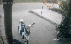 Bò thả rông bất ngờ lao qua đường khiến người đàn ông điều khiển xe máy ngã sõng soài