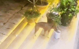 Clip: Gia chủ cười ngất dù phát hiện kẻ trộm chậu hoa trước nhà