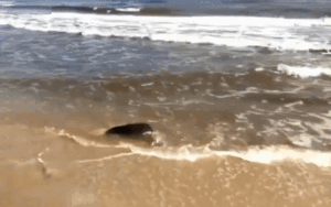 Rùa biển cổ đại nặng 40 kg cực quý hiếm mắc lưới ngư dân và cái kết ấm lòng