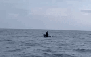 Khoảnh khắc kỳ thú: 3 con cá voi dài gần 20 m bơi tung tăng săn mồi trên biển Cô Tô