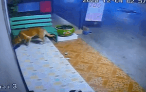 Gói hàng để trước nhà bị mất, cô gái check camera thì dở khóc dở cười khi biết 'thủ phạm'