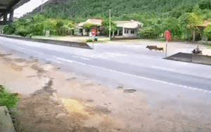 Đàn bò nhốn nháo phi sang đường, 'báo hại' tài xế xe máy gặp nạn kinh hoàng