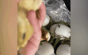 Mua trứng vịt lộn về chưa kịp ăn, cô gái ngỡ ngàng khi thấy cảnh này