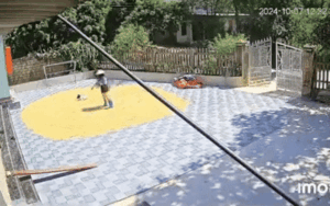 Con gái giúp gia đình phơi lúa, bố nhìn qua camera 'chán chẳng buồn nói'