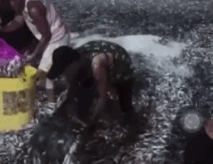 Bờ biển phủ bạc bởi triệu con cá, người dân đổ xô đi bắt mà không ai biết là dấu hiệu cảnh báo thảm họa