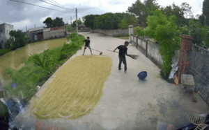Lái ô tô qua đoạn đường đang phơi lúa, 2 người đàn ông có hành động bất ngờ