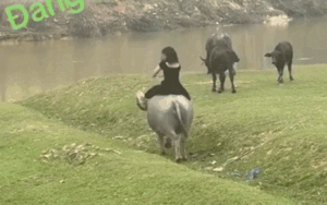 Đặt máy quay cảnh chăn trâu, gái xinh gặp cái kết nhớ đời