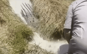 Hơn 4.8 triệu lượt xem clip người đàn ông đối mặt với con cá sấu khổng lồ