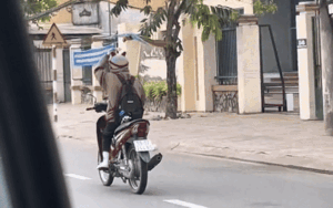 Chạy xe máy trên đường, cô gái bị chú chim trêu đùa ngay trên đầu