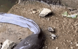 Câu được con cá, chàng thanh niên 'chán không buồn nói' khi thấy thành quả