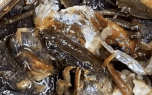 Mua cua về nấu canh, cô gái hoảng hốt khi thấy nhiều sinh vật lạ ngọ nguậy