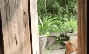 Thấy chú chó đi cà nhắc về nhà, tưởng đâu báo thủ hoá ra lập được đại công
