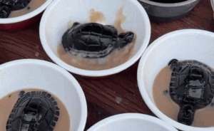 Được hôm ăn chè chill chill, cô gái hú hồn phát hiện chú rùa bơi lội trong bát