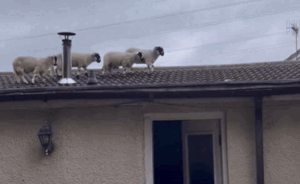 Nghe thấy âm thanh lạ lùng, cô gái kiểm tra thì thấy 'vị khách không mời' trên mái nhà