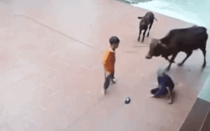 14 triệu lượt xem clip bò 'điên' tấn công cụ bà, bé trai xử lý khiến CĐM hết lời khen ngợi