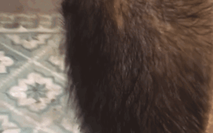 Chiếc trống trường bỗng mọc đầy lông dài sau 2 tháng nghỉ hè, chuyện gì đang xảy ra?