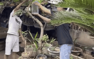 Đi bắt tổ ong, 2 thanh niên khiến dân mạng nín thở theo dõi cái kết