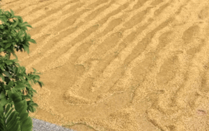 Cô gái về quê chơi được mẹ nhờ phơi thóc nhưng cả sân ướt sũng, xem video biết ngay lý do