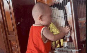 Kiếp nạn 82 của '2 vị thần' khiến người mẹ bất lực đăng đàn cầu cứu