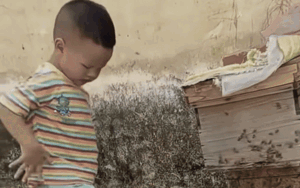 Bé trai hồn nhiên chọc tổ ong trong sân nhà, lúc sau ôm đầu khóc thét