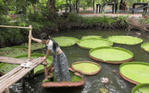 Cô gái gặp kiếp nạn khi thả dáng trên lá sen khổng lồ, bạn bè đứng trên bờ cười bể bụng