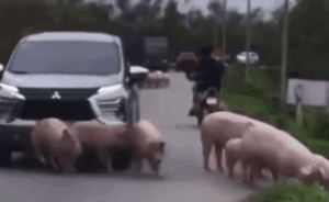 Phẫn nộ clip ô tô tăng tốc đâm đàn lợn đi tránh lũ ở Hà Nội