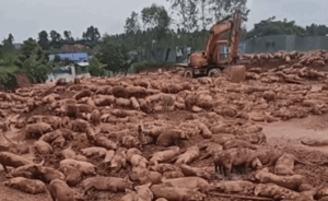 Clip: Hàng ngàn con lợn mắc lầy giữa dòng nước lũ, chủ trang trại kêu cứu khẩn cấp