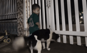 Nghe tiếng bố đi làm về, búp măng non có hành động khiến dân tình cười ngất