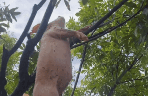 Xé lòng đoạn clip bầy heo chết thảm sau bão số 11, có con mắc kẹt trên cây khi nước rút