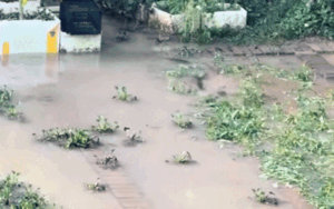 Thấy con cá ngoi lên vườn rau, người phụ nữ sợ hãi không dám bắt, biết lý do nhiều người đồng cảm