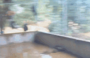 'Vị khách không mời' rơi từ mái nhà xuống sau trận lũ, gia chủ hốt hoảng chứng kiến