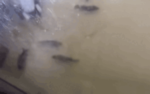 Trở về sau những ngày đi tránh lũ, chủ nhà bất ngờ với cảnh tượng trước mắt