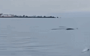 Clip: Đàn cá heo khoảng 20 con xuất hiện ở biển Lâm Đồng