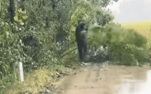 Xuống xe dọn cây gãy đổ chắn ngang đường, người đàn ông mất hút sau bụi cây