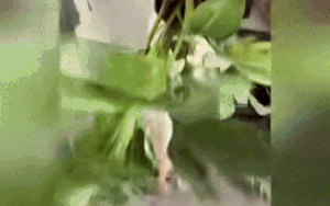 Clip: Thấy con trai im tiếng, mẹ đi tìm liền không tin với cảnh đập vào mắt