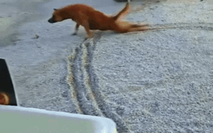 Clip: Chú chó lê lết bằng 2 chân khiến ai cũng thương, diễn biến tiếp đó mới thực sự bất ngờ