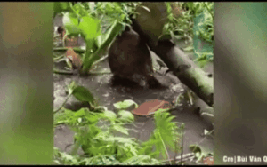 Thấy trái mít trên cây bất ngờ chuyển động, người dân tiến lại gần liền thấy cảnh khó tin