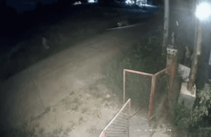 Em bé 11 tuổi bị sư tử xổng chuồng tấn công, dân làng lao vào cứu cũng gặp nạn