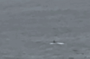 Xôn xao clip người đàn ông cưỡi trên lưng cá voi ngoài biển, chính quyền vào cuộc điều tra