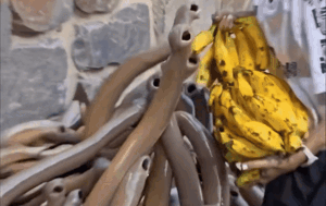 Clip: Cô gái cho bầy 'đỉa khổng lồ' ăn chuối gây sốc, dân mạng tranh cãi dữ dội