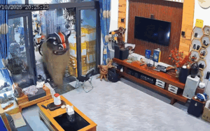 2 mẹ con bỏ chạy tán loạn khi thấy đoàn múa lân, xem clip liền gật gù hiểu lý do