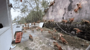 Hàng trăm con khỉ hoảng loạn chạy xuống núi, hiện tượng lạ khiến người dân hoang mang