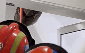 Con trăn nặng 60kg xuất hiện trong phòng tắm, ngoe nguẩy làm sập trần khiến cả gia đình hoảng loạn