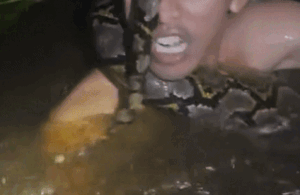 Giải cứu ngoạn mục người đàn ông bị trăn khổng lồ siết cổ suýt chết