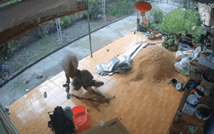 Trâu điên xông vào nhà, người đàn ông phản ứng khiến dân tình tròn mắt ngạc nhiên