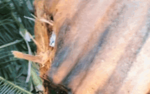 Clip: Mái tôn cắt đứt đôi cây dừa trong bão số 13 gây xôn xao, cơ quan chức năng vào cuộc